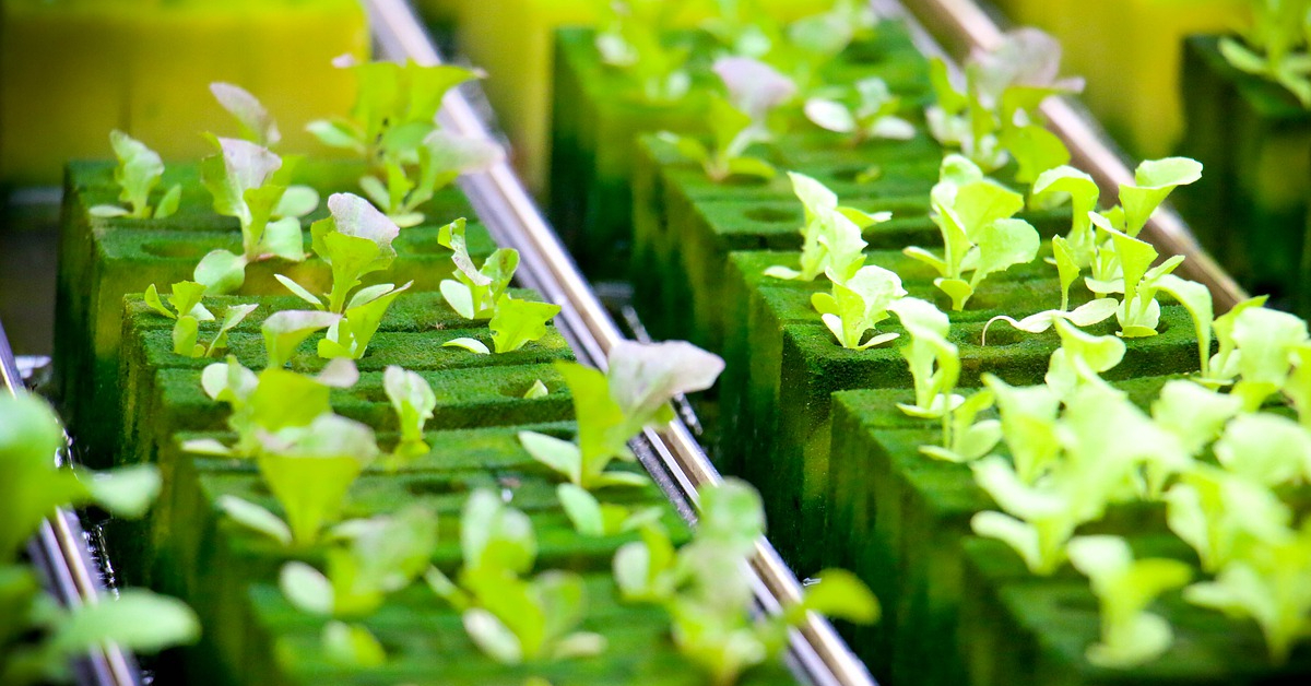 Topraksız Tarım Nedir ?